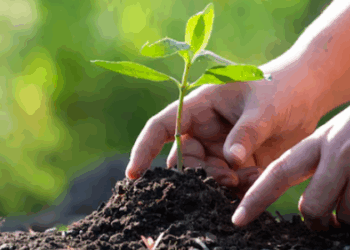 Projeto Horta Urbana transforma escolas e espaços públicos em Formiga