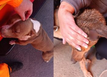 Pitbull invade casa, ataca cachorro e assusta moradores em Arcos