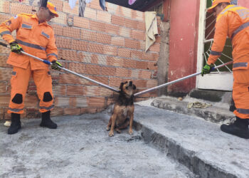 Cão ferido e agressivo é capturado com apoio dos Bombeiros em Formiga