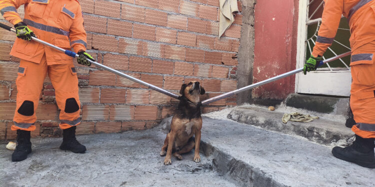 Cão ferido e agressivo é capturado com apoio dos Bombeiros em Formiga