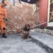 Cão ferido e agressivo é capturado com apoio dos Bombeiros em Formiga