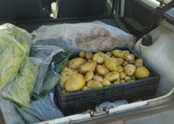 Córrego Fundo: Colheita de batata inglesa em horta escolar surpreende com alta produtividade