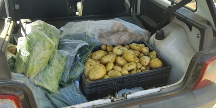 Córrego Fundo: Colheita de batata inglesa em horta escolar surpreende com alta produtividade