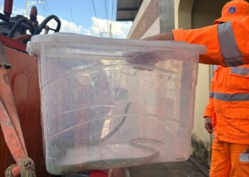 Cobra é encontrada dentro da sala de residência no bairro Sagrado Coração de Jesus em Formiga