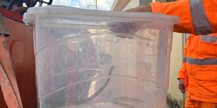 Cobra é encontrada dentro da sala de residência no bairro Sagrado Coração de Jesus em Formiga