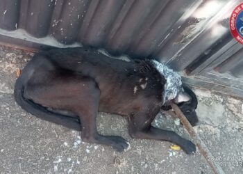 Cão vítima de maus-tratos é resgatado com ferimento grave no pescoço em Arcos