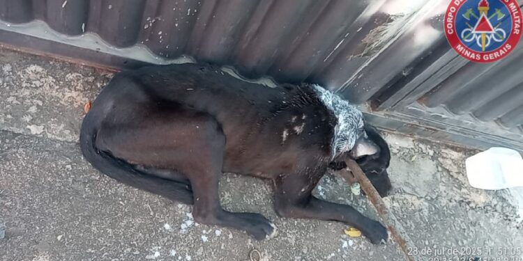 Cão vítima de maus-tratos é resgatado com ferimento grave no pescoço em Arcos