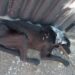 Cão vítima de maus-tratos é resgatado com ferimento grave no pescoço em Arcos