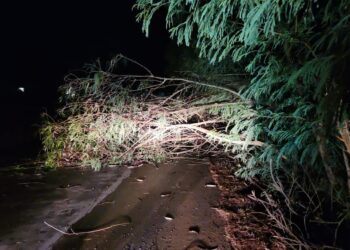 Árvore cai e interdita via de Furnastur após chuva nessa segunda-feira