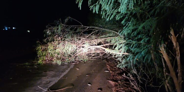 Árvore cai e interdita via de Furnastur após chuva nessa segunda-feira