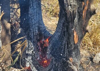 Árvore com risco iminente de queda é cortada pelos bombeiros no Ércio Rocha em Formiga