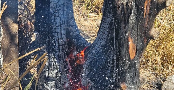 Árvore com risco iminente de queda é cortada pelos bombeiros no Ércio Rocha em Formiga