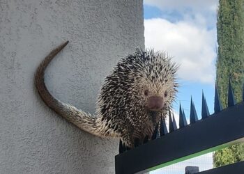 Ouriço é resgatado pelos Bombeiros no Bairro Novo Horizonte, em Formiga