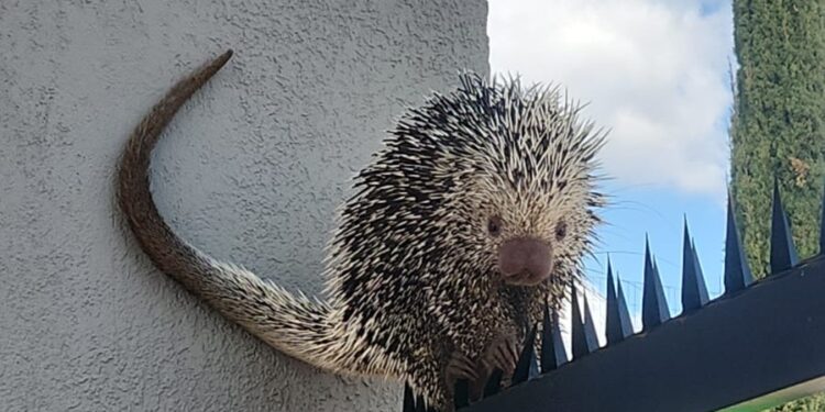 Ouriço é resgatado pelos Bombeiros no Bairro Novo Horizonte, em Formiga