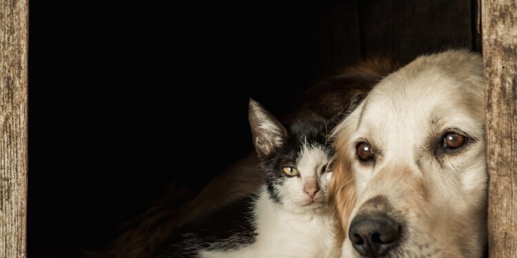 Projeto de Lei reconhece APAC como de Utilidade Pública Municipal em Córrego Fundo