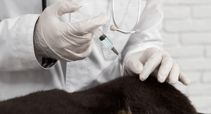 Vacinação Antirrábica começa na próxima segunda-feira na zona rural de Formiga