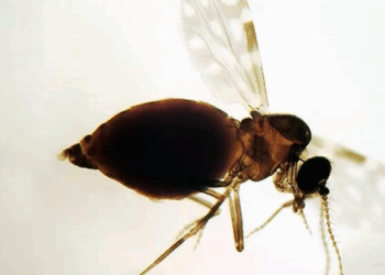 Antes restrita à Amazônia, febre oropouche se espalha pelo país