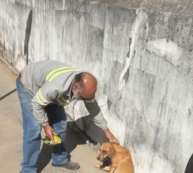 Cadela é atropelada por ônibus na manhã desta sexta-feira em Formiga