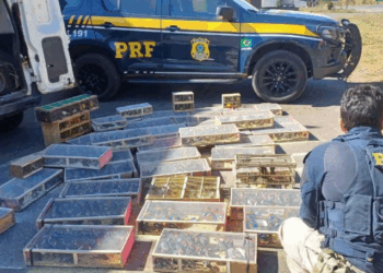 PRF resgata 1.400 aves silvestres transportadas ilegalmente em MG; 30 já estavam mortas