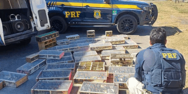PRF resgata 1.400 aves silvestres transportadas ilegalmente em MG; 30 já estavam mortas