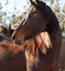 Prefeitura abre cadastro para adoção responsável de animais de grande porte