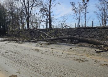 Árvore de 18 metros tomba na BR-354 e Corpo de Bombeiros age rapidamente para liberar pista