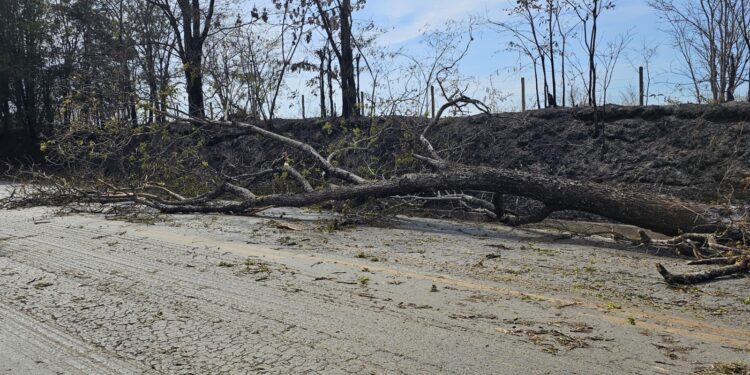 Árvore de 18 metros tomba na BR-354 e Corpo de Bombeiros age rapidamente para liberar pista