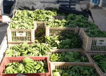 BMA de Formiga recebe mais de 4 toneladas de alimentos