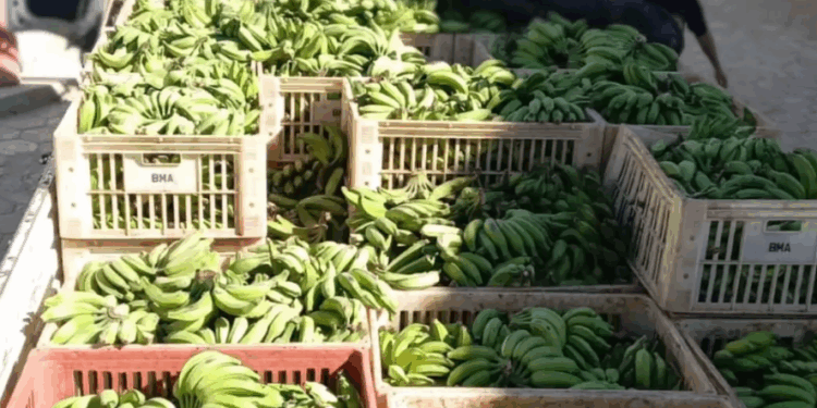 BMA de Formiga recebe mais de 4 toneladas de alimentos