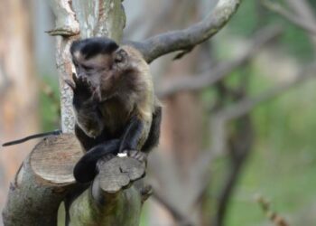 Mico se esconde em carrinho de brinquedo e surpreende funcionários de loja no Centro de Formiga