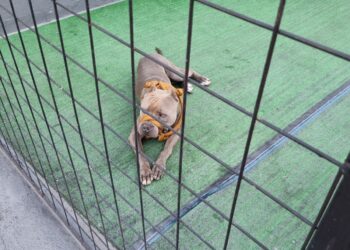 Bombeiros capturam cão agressivo em Formiga