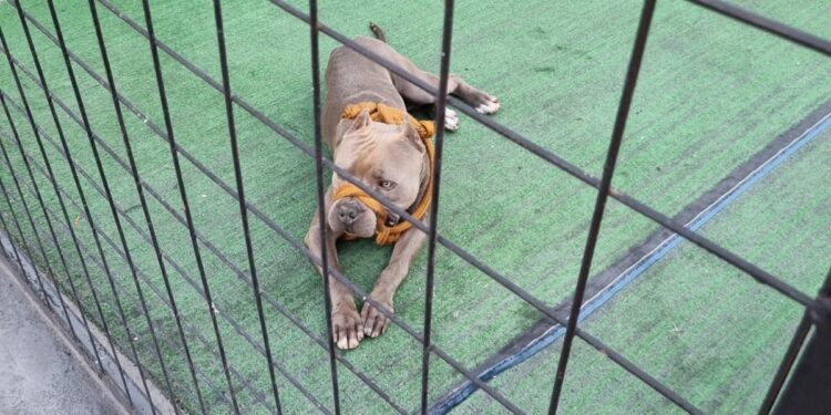 Bombeiros capturam cão agressivo em Formiga