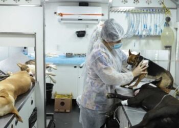 Agosto Caramelo marca avanço de programa gratuito do Governo de Minas que já microchipou mais de 270 mil cães e gatos