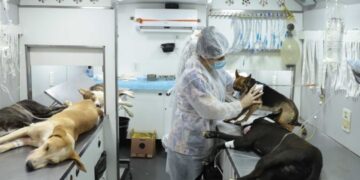 Agosto Caramelo marca avanço de programa gratuito do Governo de Minas que já microchipou mais de 270 mil cães e gatos