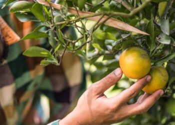 Tarifa de 50% dos EUA põe agronegócio frutícola em alerta; entenda