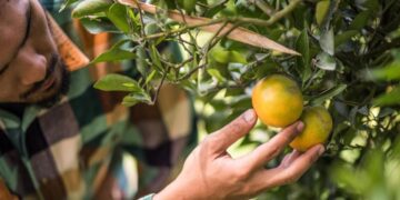 Tarifa de 50% dos EUA põe agronegócio frutícola em alerta; entenda
