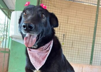 Prefeitura de Formiga reforça campanha de adoção de cães resgatados pelo Codevida