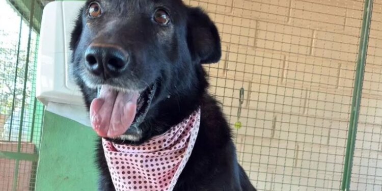 Prefeitura de Formiga reforça campanha de adoção de cães resgatados pelo Codevida