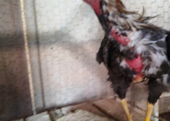 PM apreende drogas e resgata animais vítimas de maus-tratos em Piumhi