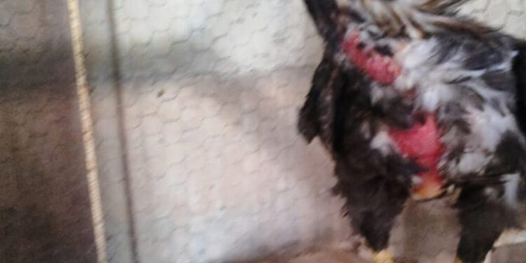 PM apreende drogas e resgata animais vítimas de maus-tratos em Piumhi