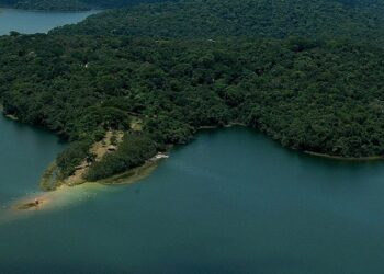 Minas avança no reflorestamento e ultrapassa 70% da meta de restauração da Mata Atlântica