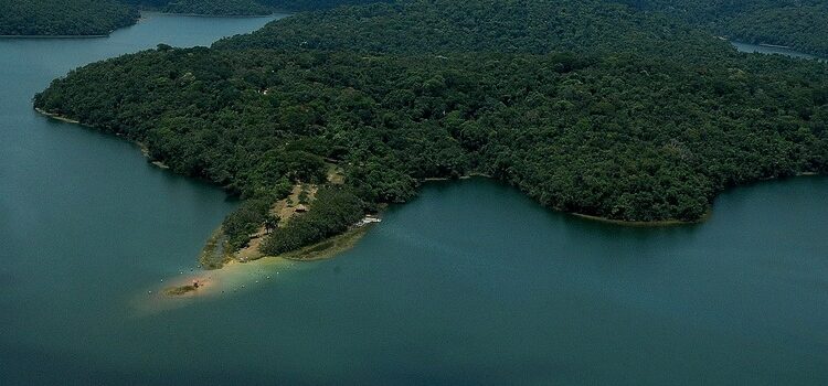 Minas avança no reflorestamento e ultrapassa 70% da meta de restauração da Mata Atlântica