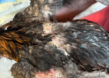 Galos resgatados em operação contra maus-tratos em Piumhi estão sob cuidados da Fazenda Unifor