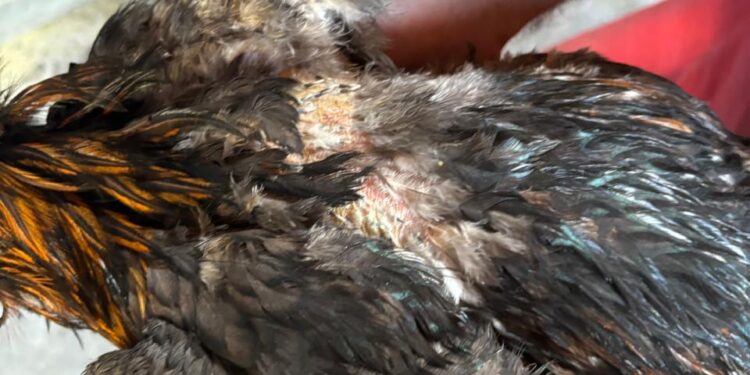 Galos resgatados em operação contra maus-tratos em Piumhi estão sob cuidados da Fazenda Unifor