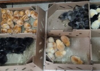 Emater e Departamento de Agricultura realizam nova compra conjunta de pintainhas em Córrego Fundo