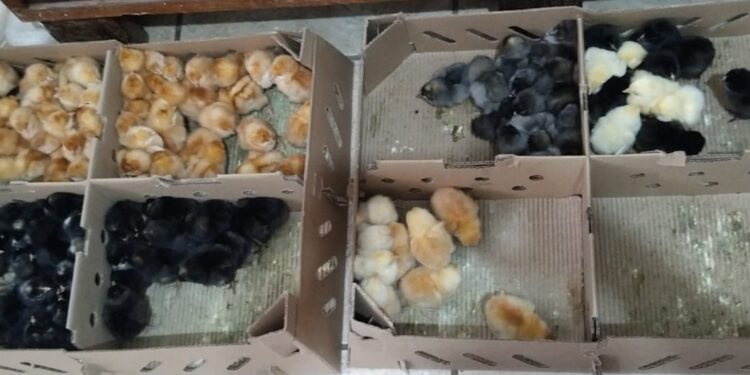 Emater e Departamento de Agricultura realizam nova compra conjunta de pintainhas em Córrego Fundo