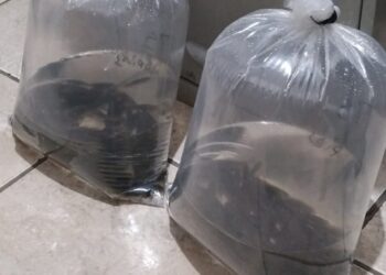 Emater e Departamento de Agricultura de Córrego Fundo auxiliam piscicultor na aquisição de alevinos de tilápia