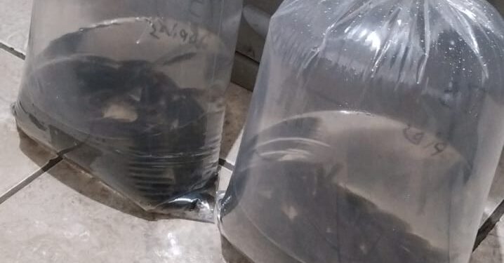 Emater e Departamento de Agricultura de Córrego Fundo auxiliam piscicultor na aquisição de alevinos de tilápia