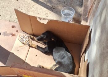 Cão ferido é resgatado por bombeiros em parceria com o CODEVIDA em Formiga