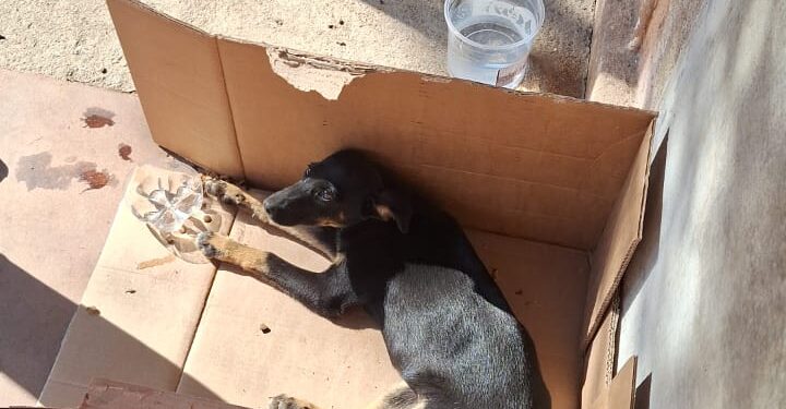 Cão ferido é resgatado por bombeiros em parceria com o CODEVIDA em Formiga